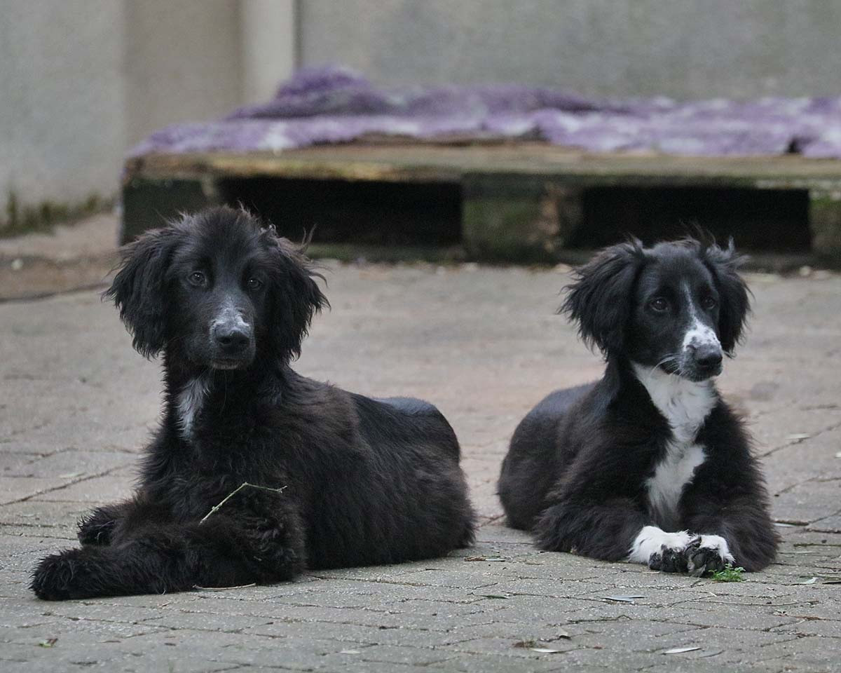 Taïgan - de garde-epée