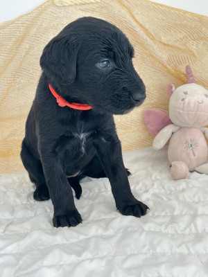 Les chiots de Taïgan