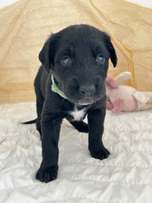 Les chiots de Taïgan