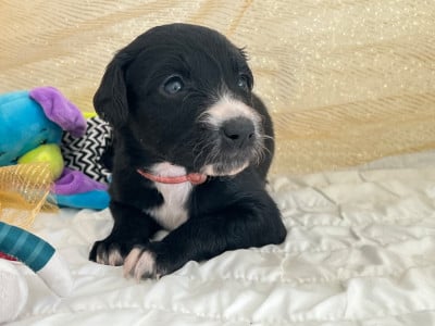 Les chiots de Taïgan