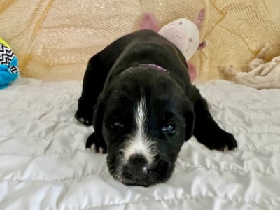 Les chiots de Taïgan