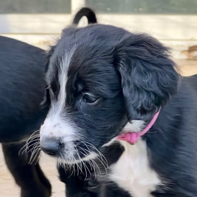 Les chiots de Taïgan