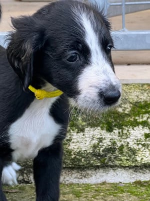 Les chiots de Taïgan