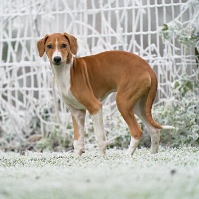 Les chiots de Azawakh