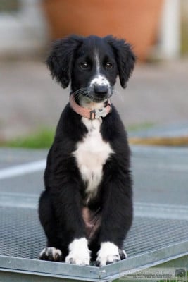 Les chiots de Taïgan