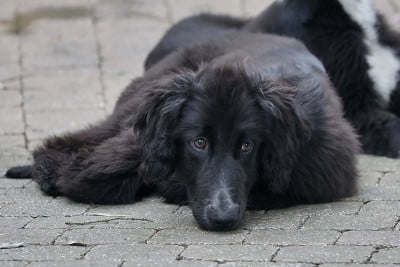 Les chiots de Taïgan