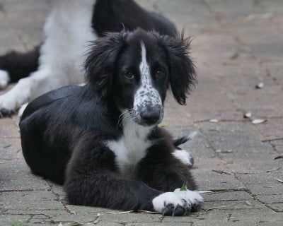 Les chiots de Taïgan