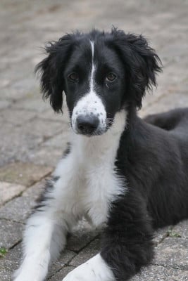 Les chiots de Taïgan