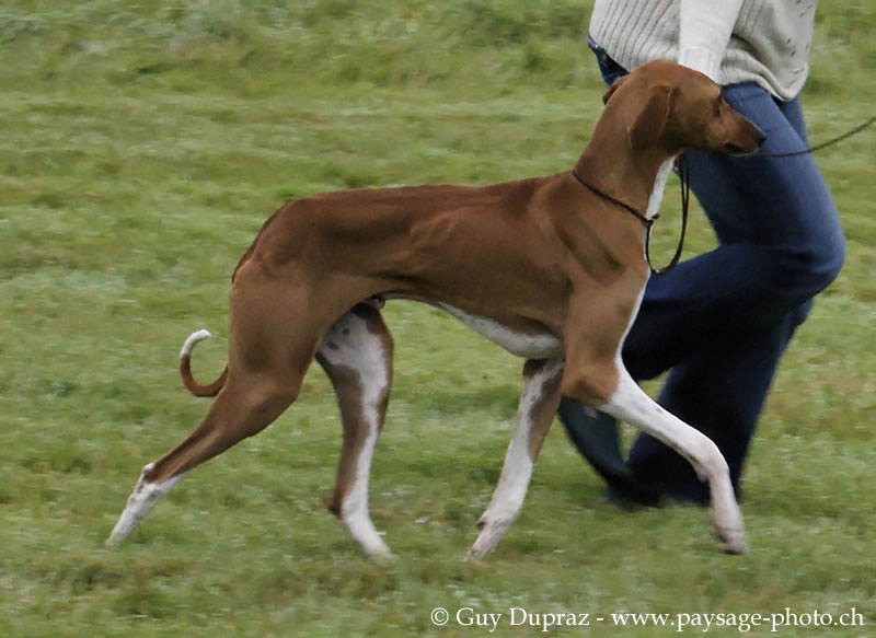 Taussit n'kel dinnik (Sans Affixe) - CPuppy : 1er TP - Meilleur Puppy