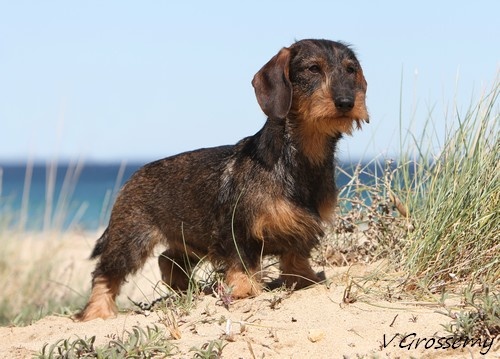 Gavacha dite ganache des Cévennes Lozériennes - 2 Excellent