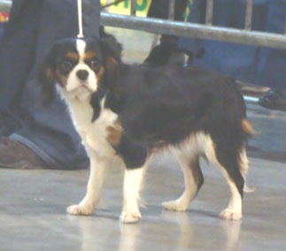 Chipie-calypso of Chelsea Garden - EXCELLENT