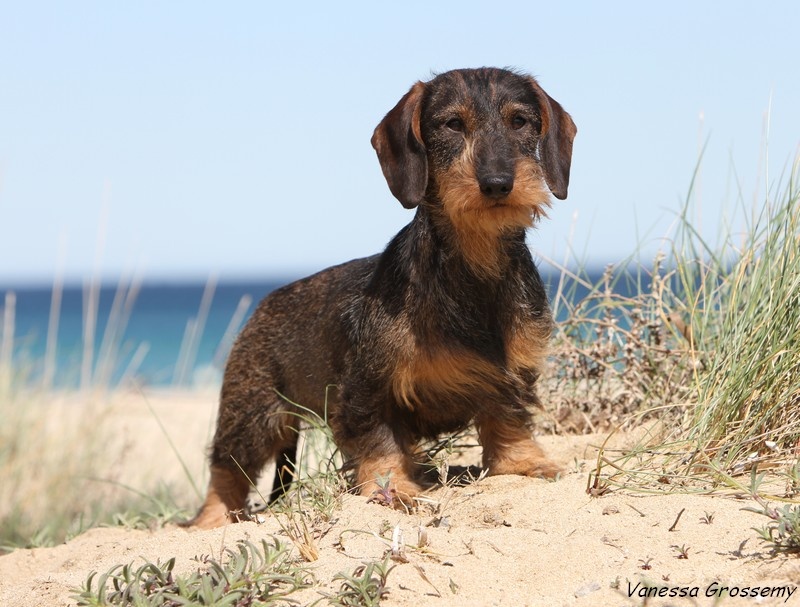 Gavacha dite ganache des Cévennes Lozériennes - 1 Excellent RCACS