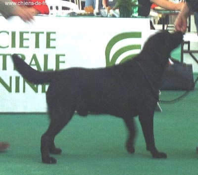 Swing time of Chelsea Garden - TRES BON