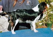 Rosalie-chelsea-tascha de L'Afghanerie de Kabul -