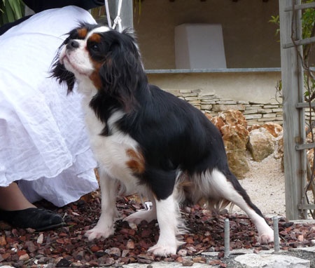 Chipie-calypso of Chelsea Garden - TRES BON