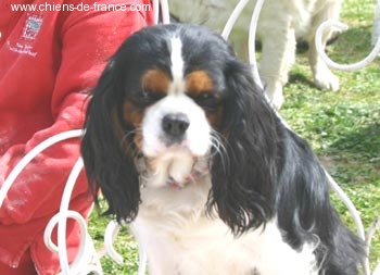 Rosalie-chelsea-tascha de L'Afghanerie de Kabul - EXCELLENT