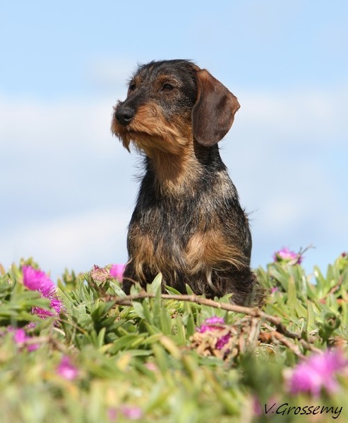 Gavacha dite ganache des Cévennes Lozériennes - 2 Excellent
