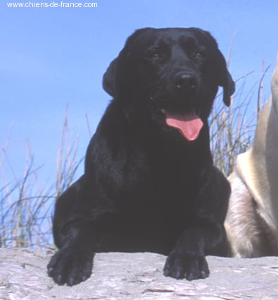 Swing time of Chelsea Garden - TRES BON