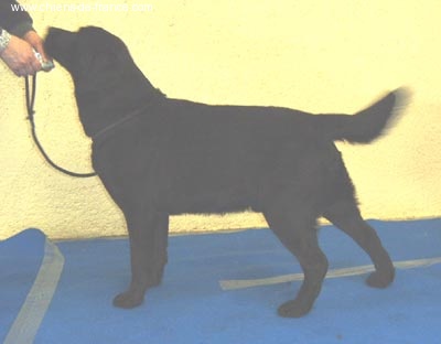 Swing time of Chelsea Garden - Très Bon