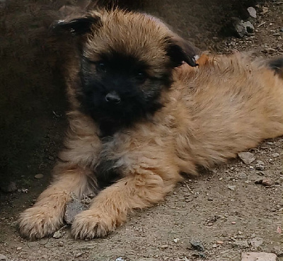 Les chiots de Berger des Pyrenees à poil long