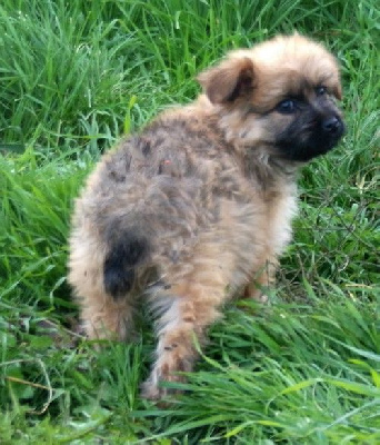 Les chiots de Berger des Pyrenees à poil long