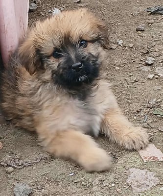 Les chiots de Berger des Pyrenees à poil long