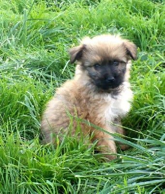 Les chiots de Berger des Pyrenees à poil long