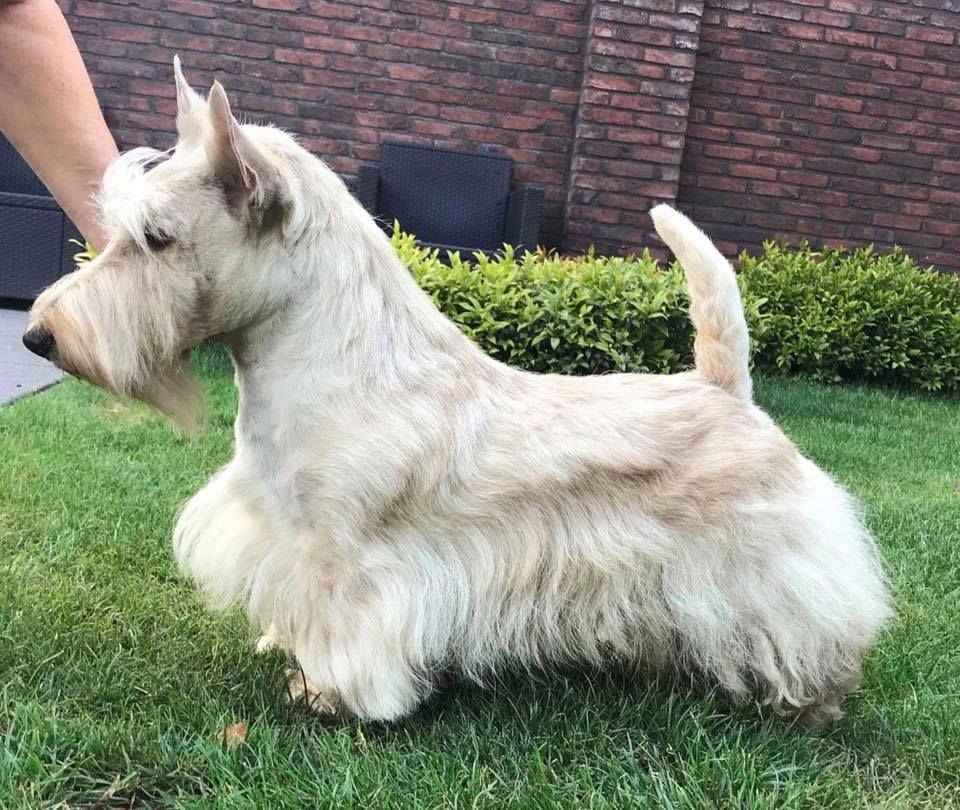 Publication : du Loch D'Ergué Auteur : Irina GALICHSKAYA / Jay WATERHAM