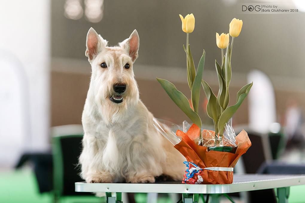 Publication : du Loch D'Ergué Auteur : Irina GALICHSKAYA / Jay WATERHAM