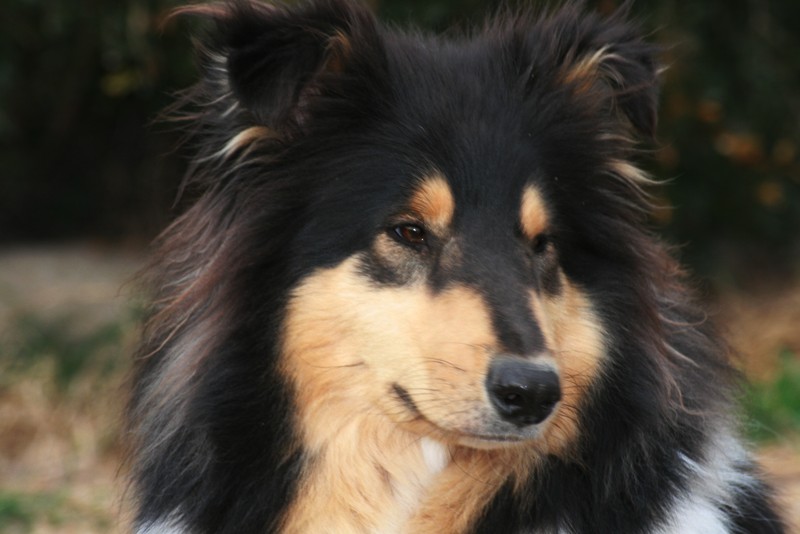 Publication : Of Connemara's Highlands Auteur : ARMELIN S.