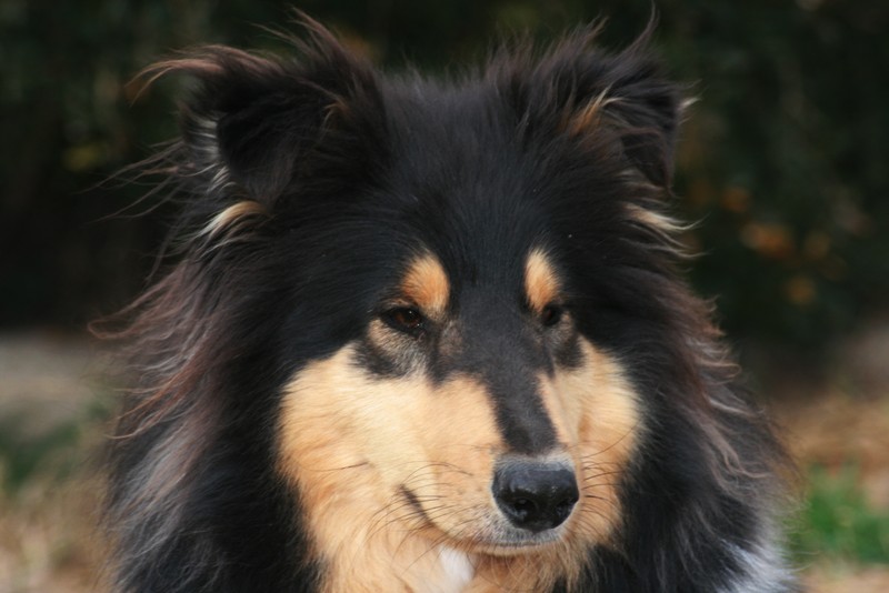 Publication : Of Connemara's Highlands Auteur : ARMELIN S.