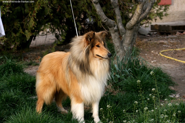 Broken arrow Of Connemara's Highlands - 1er Excellent en classe Jeunes