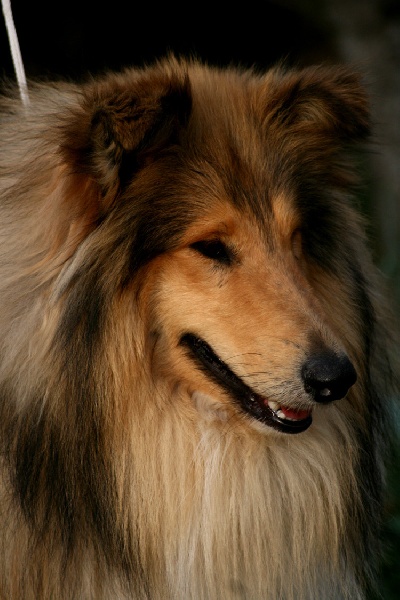 Broken arrow Of Connemara's Highlands - 2èmeExcellent Classe Jeune