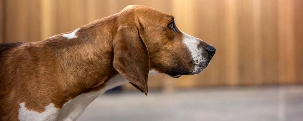 Mon chien test atara