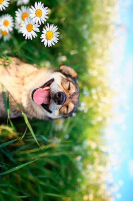 Les chiots de Cavalier King Charles Spaniel