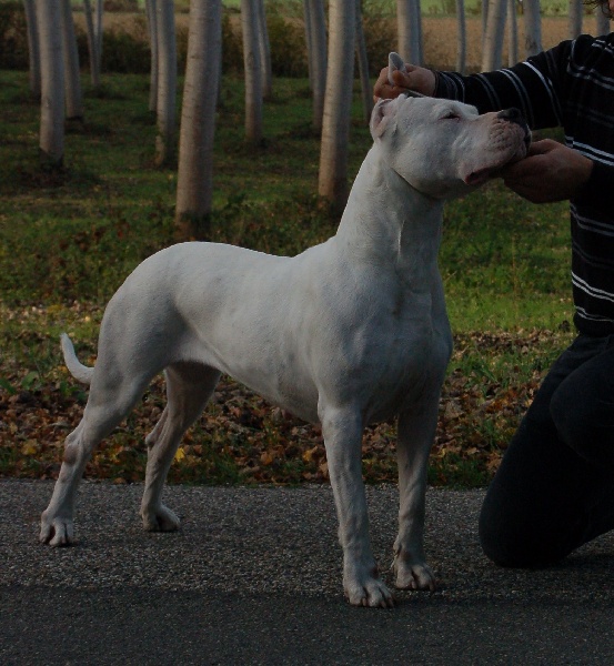 CH. Ecstasy de los Hijos de la Luna