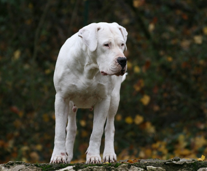 CH. Ecstasy de los Hijos de la Luna