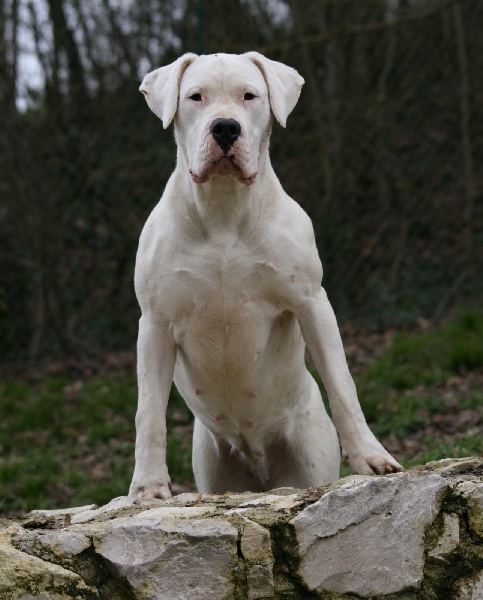 CH. Ecstasy de los Hijos de la Luna