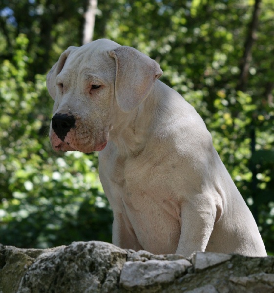 CH. Ecstasy de los Hijos de la Luna