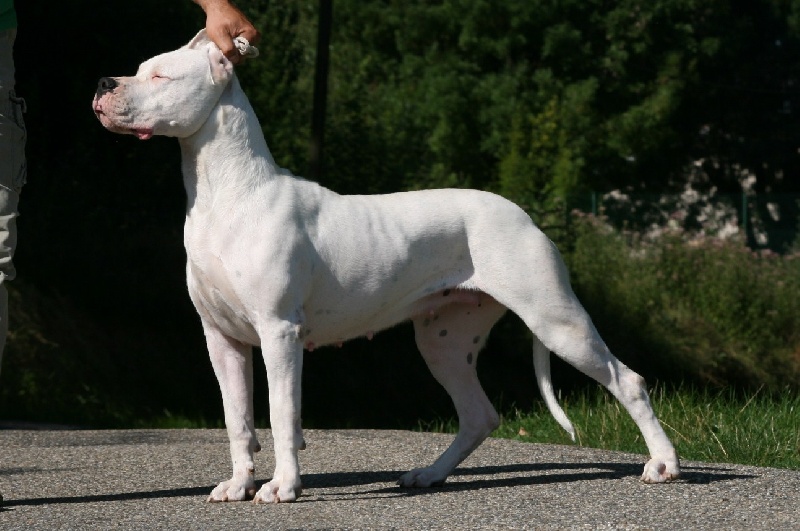 CH. Ecstasy de los Hijos de la Luna