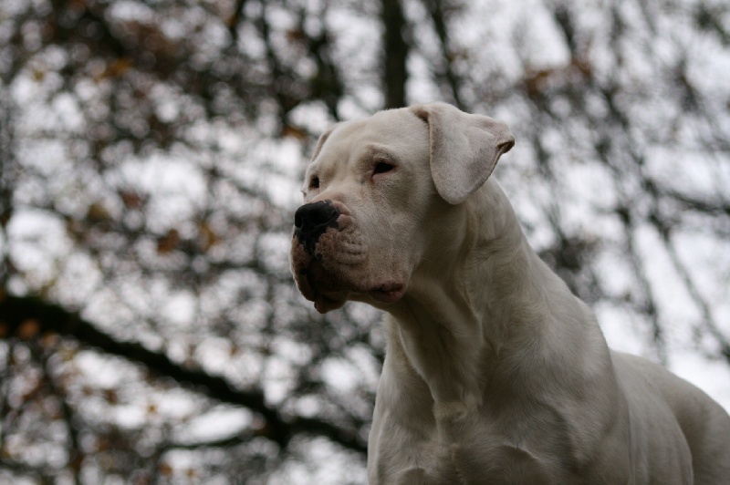 CH. Ecstasy de los Hijos de la Luna
