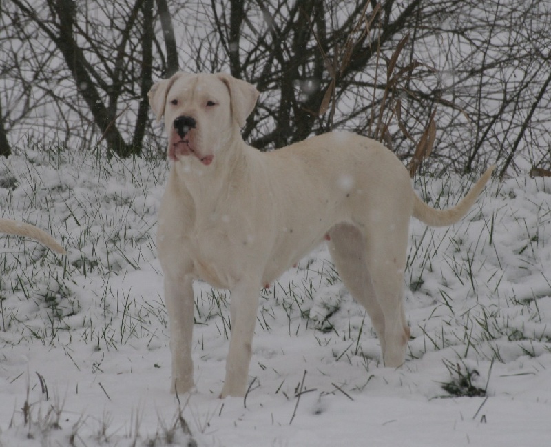 CH. Ecstasy de los Hijos de la Luna