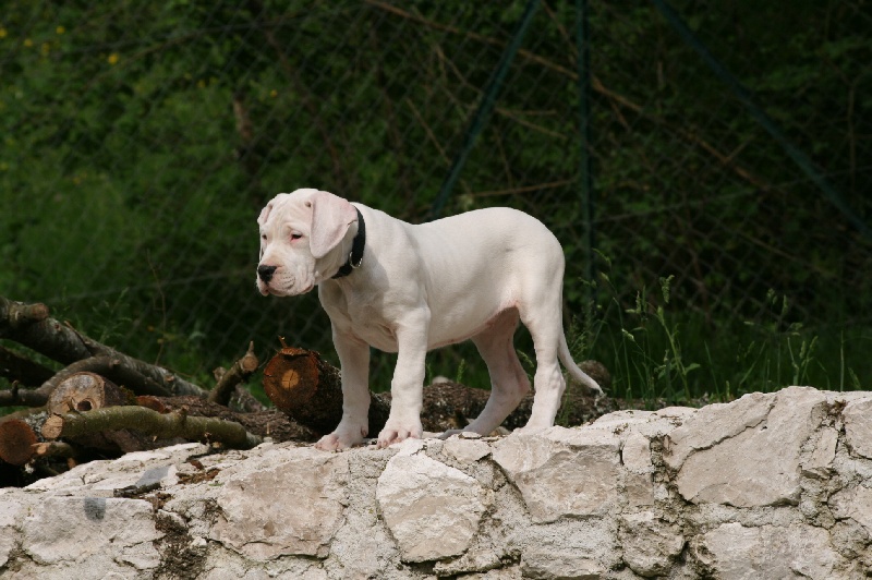 CH. Ecstasy de los Hijos de la Luna