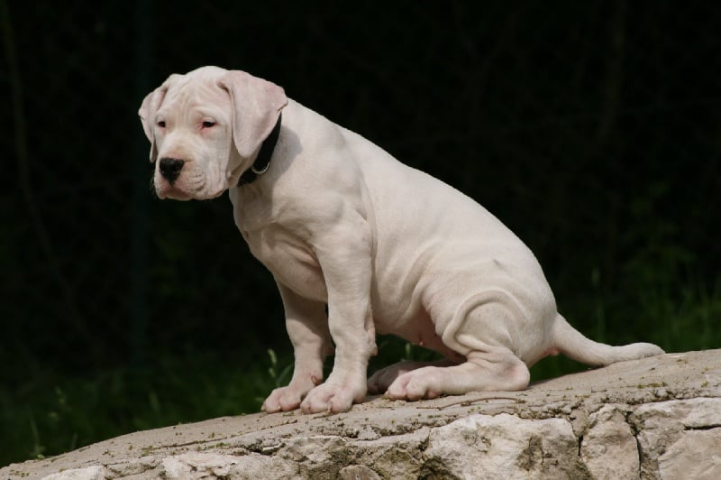 CH. Ecstasy de los Hijos de la Luna