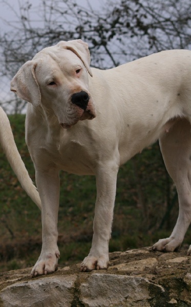 CH. Ecstasy de los Hijos de la Luna