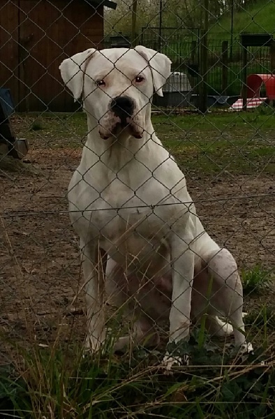 Insomnia de los Hijos de la Luna