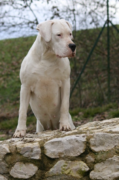 CH. Ecstasy de los Hijos de la Luna