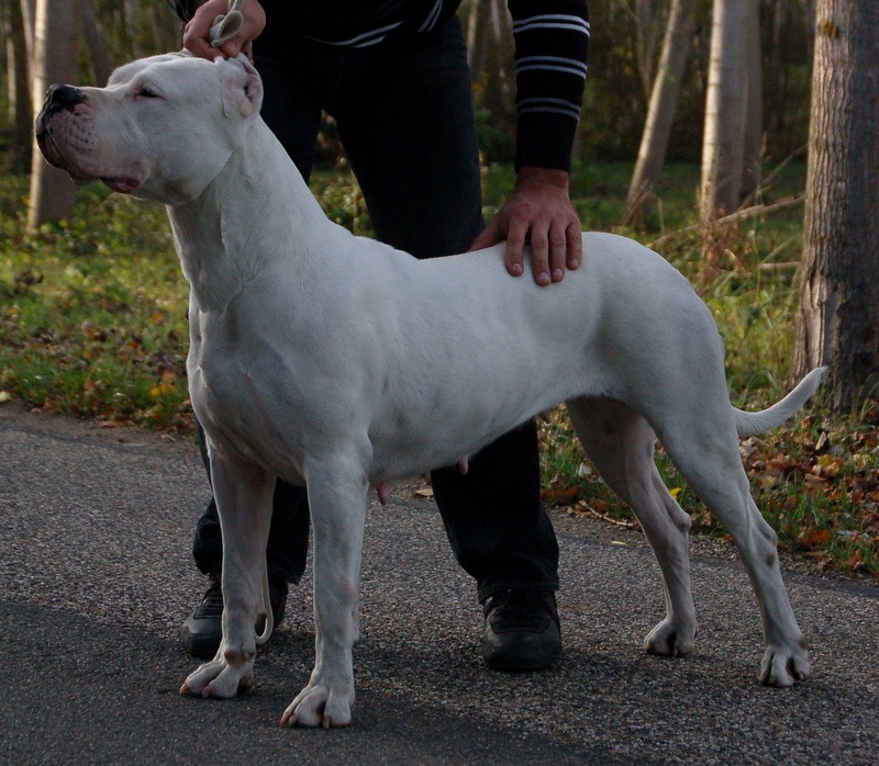 CH. Ecstasy de los Hijos de la Luna