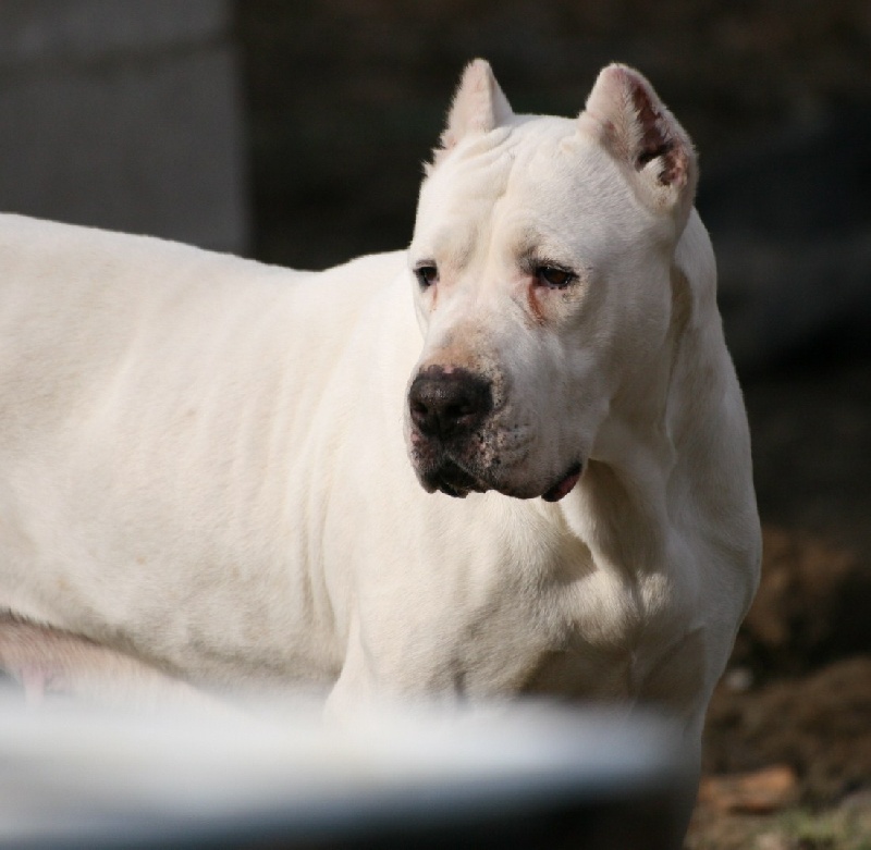 Tribale de los Hijos de la Luna