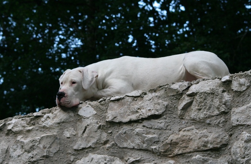 CH. Ecstasy de los Hijos de la Luna